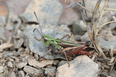 Stenobothrus grammicus