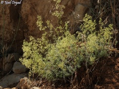 Galium libanoticum