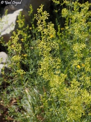 Galium libanoticum