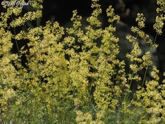Galium libanoticum