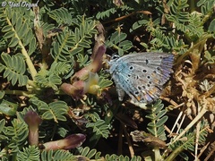 Kretania nichollae