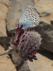 Kretania nichollae