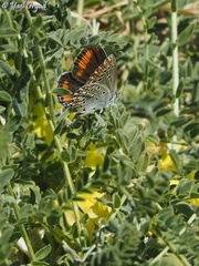 Kretania nichollae