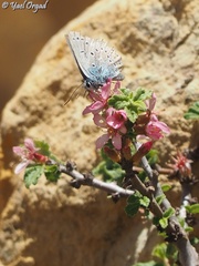 Kretania nichollae