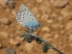 Kretania nichollae