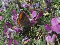 Kretania nichollae