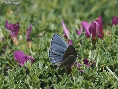 Kretania nichollae