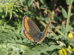 Kretania nichollae