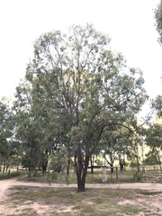 Eucalyptus exserta