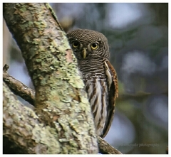 Glaucidium castanotum