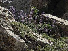 Nepeta cilicia
