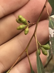 Eucalyptus exserta