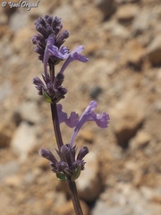 Nepeta cilicia