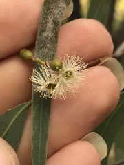 Eucalyptus exserta