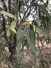 Eucalyptus exserta