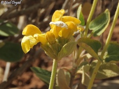 Phlomis chrysophylla