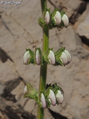 Salvia microstegia
