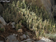 Scutellaria utriculata