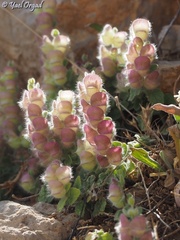 Scutellaria utriculata