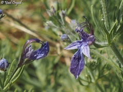 Teucrium orientale