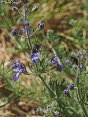 Teucrium orientale