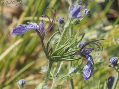 Teucrium orientale