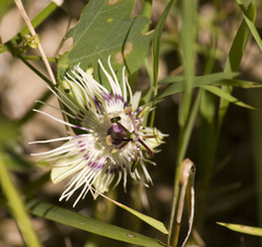 Passiflora misera