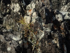 Heterodermia lutescens