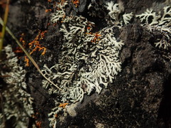 Heterodermia lutescens