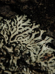 Heterodermia lutescens