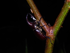 Xylotrupes gideon gideon