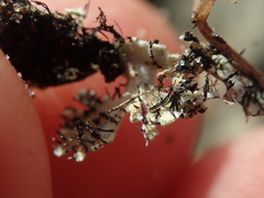 Heterodermia lutescens
