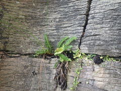 Asplenium decurrens