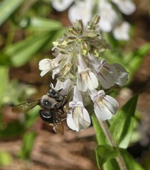 Xylocopa californica