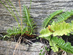 Asplenium decurrens