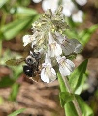 Xylocopa californica