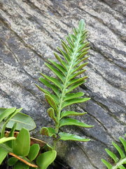 Asplenium decurrens