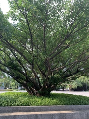 Ficus subpisocarpa
