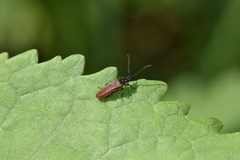 Omalisus fontisbellaquei