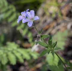 Geranium igoschinae