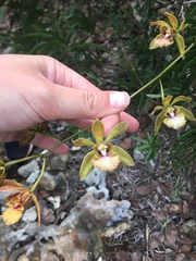 Encyclia altissima