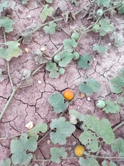 Trichosanthes scabra