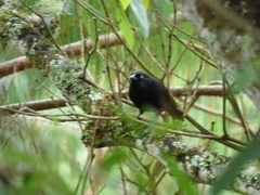 Hypopyrrhus pyrohypogaster