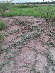 Trichosanthes scabra
