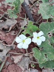 Trichosanthes scabra