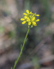 Erysimum virgatum