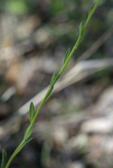 Erysimum virgatum