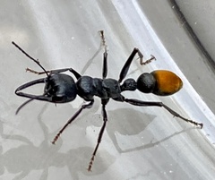 Myrmecia mandibularis