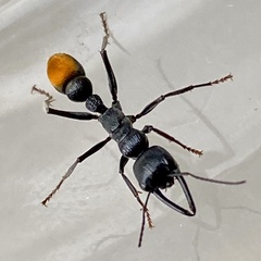 Myrmecia mandibularis