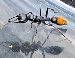 Myrmecia mandibularis